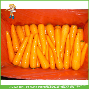 Chinese Xiamen Good Fresh Carrot